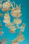 Pacific Sea Nettle Jellyfish, Chrysaora Fuscescens-steffstarr-Framed Photographic Print