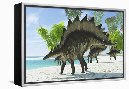 Stegosaurus Dinosaurs Drinking from a Jurassic Lake-null-Framed Stretched Canvas