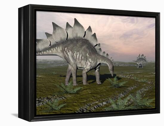 Stegosaurus Dinosaurs Grazing on Plants-null-Framed Stretched Canvas