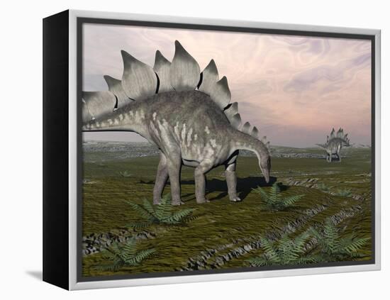 Stegosaurus Dinosaurs Grazing on Plants-null-Framed Stretched Canvas