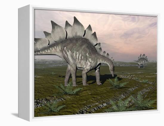 Stegosaurus Dinosaurs Grazing on Plants-null-Framed Stretched Canvas