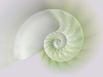 Chambered Nautilus Cutaway Shells on Colorful-Stela Knezevic-Stretched Canvas