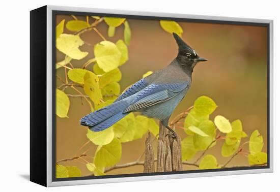 Stellar Blue Jay-Lantern Press-Framed Stretched Canvas