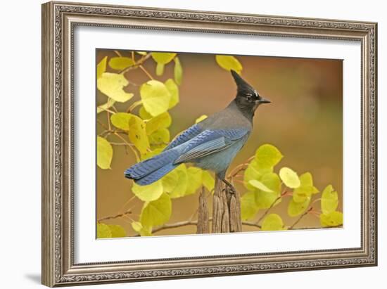 Stellar Blue Jay-Lantern Press-Framed Art Print