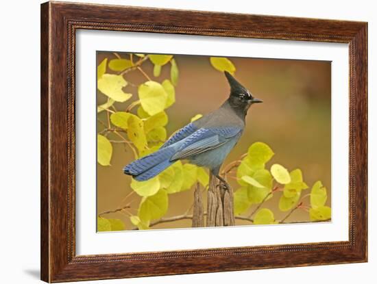 Stellar Blue Jay-Lantern Press-Framed Art Print