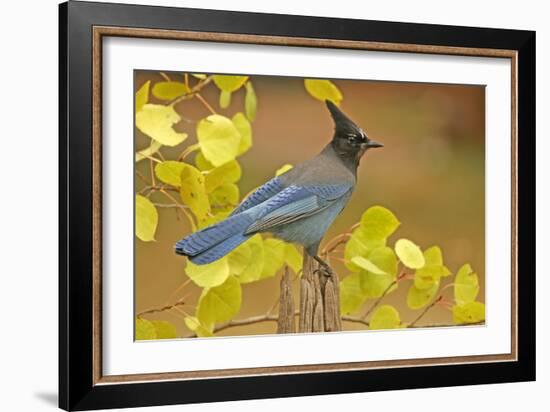 Stellar Blue Jay-Lantern Press-Framed Art Print