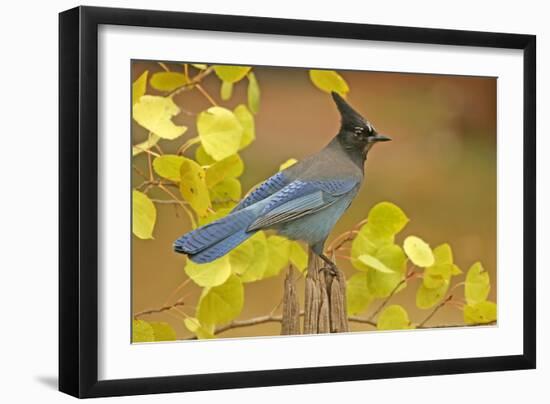 Stellar Blue Jay-Lantern Press-Framed Art Print