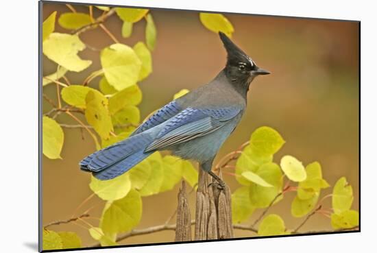 Stellar Blue Jay-Lantern Press-Mounted Art Print