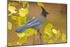 Stellar Blue Jay-Lantern Press-Mounted Art Print