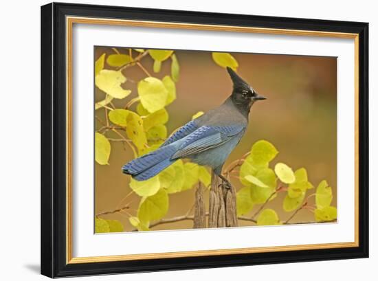 Stellar Blue Jay-Lantern Press-Framed Art Print