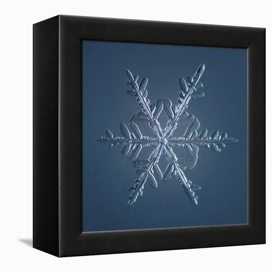 Stellar Dendrite Snowflake-null-Framed Premier Image Canvas