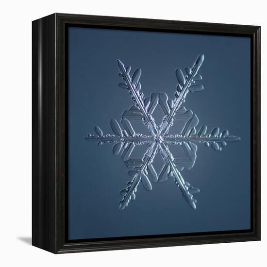 Stellar Dendrite Snowflake-null-Framed Premier Image Canvas