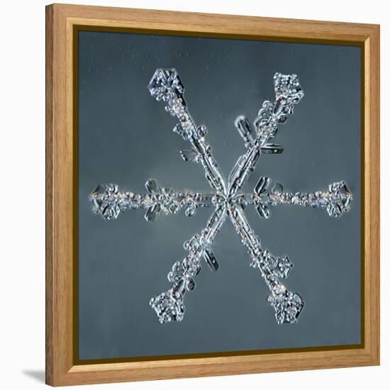 Stellar Dendrite Snowflake-null-Framed Premier Image Canvas