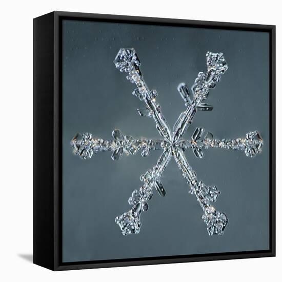Stellar Dendrite Snowflake-null-Framed Premier Image Canvas