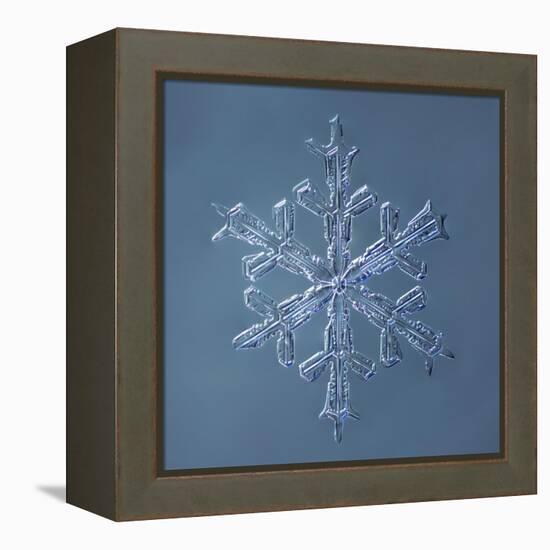 Stellar Dendrite Snowflake-null-Framed Premier Image Canvas