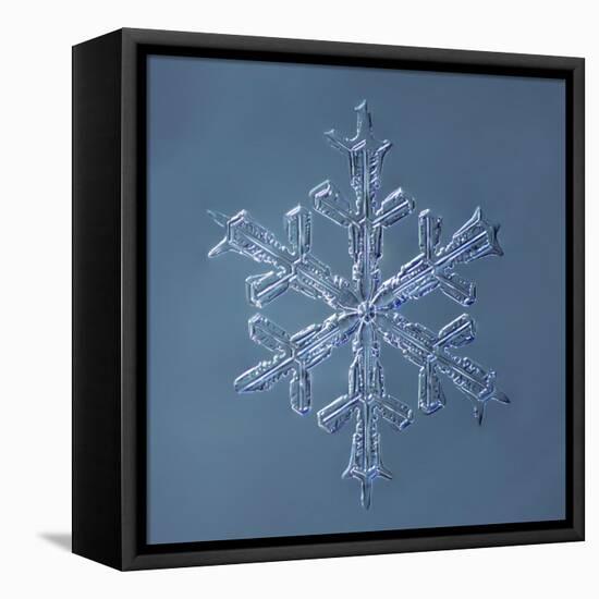 Stellar Dendrite Snowflake-null-Framed Premier Image Canvas