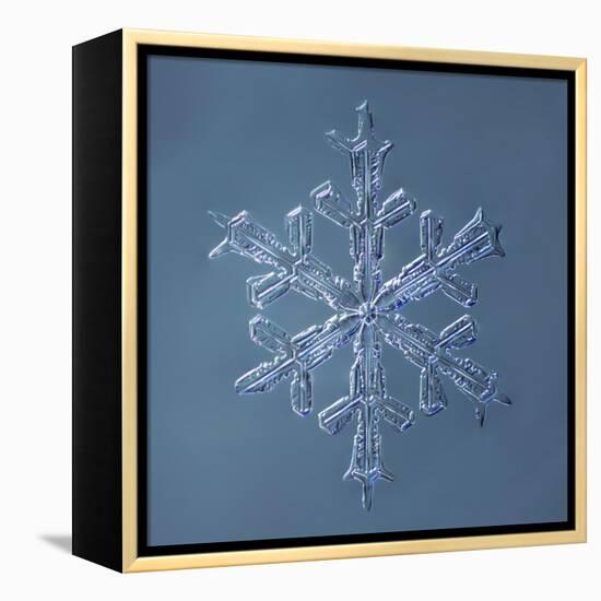 Stellar Dendrite Snowflake-null-Framed Premier Image Canvas