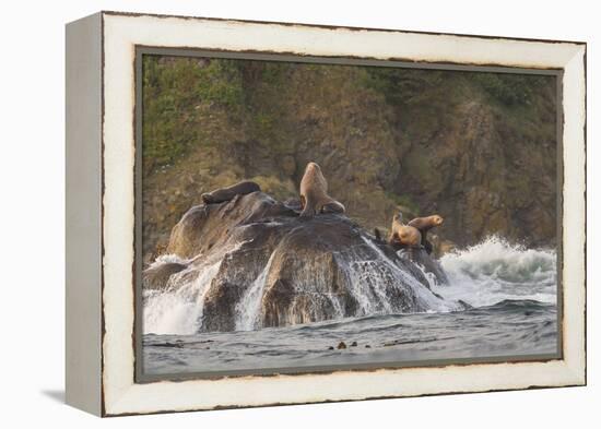 Stellar Sea Lions and Crashing Waves at Flattery Rocks on the Olympic Coast-Gary Luhm-Framed Premier Image Canvas