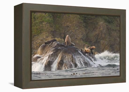 Stellar Sea Lions and Crashing Waves at Flattery Rocks on the Olympic Coast-Gary Luhm-Framed Premier Image Canvas