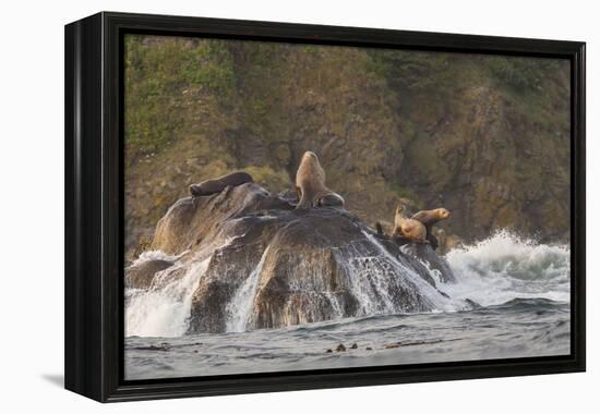 Stellar Sea Lions and Crashing Waves at Flattery Rocks on the Olympic Coast-Gary Luhm-Framed Premier Image Canvas