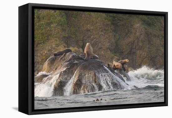 Stellar Sea Lions and Crashing Waves at Flattery Rocks on the Olympic Coast-Gary Luhm-Framed Premier Image Canvas