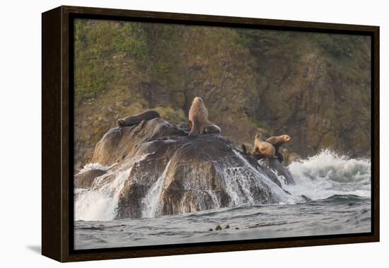 Stellar Sea Lions and Crashing Waves at Flattery Rocks on the Olympic Coast-Gary Luhm-Framed Premier Image Canvas