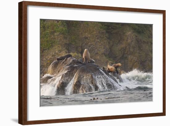 Stellar Sea Lions and Crashing Waves at Flattery Rocks on the Olympic Coast-Gary Luhm-Framed Photographic Print