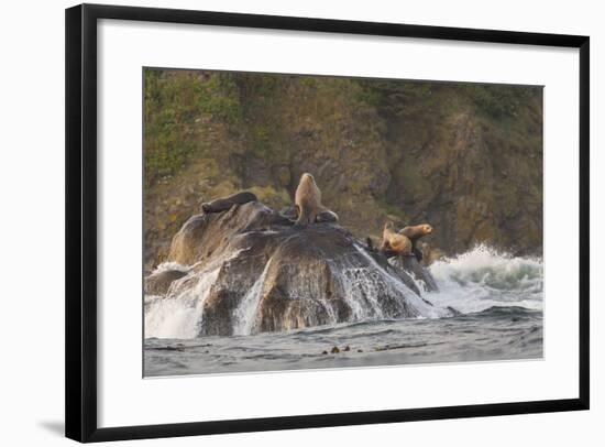 Stellar Sea Lions and Crashing Waves at Flattery Rocks on the Olympic Coast-Gary Luhm-Framed Photographic Print