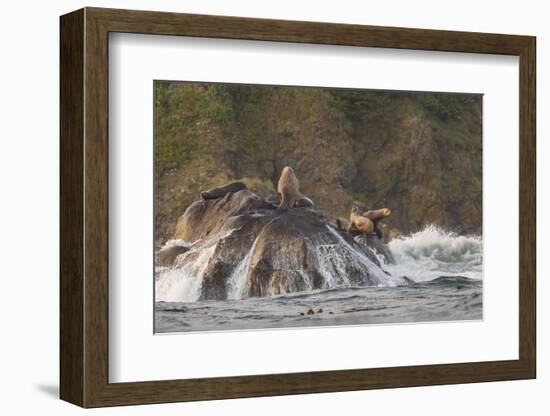 Stellar Sea Lions and Crashing Waves at Flattery Rocks on the Olympic Coast-Gary Luhm-Framed Photographic Print