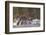 Stellar Sea Lions and Crashing Waves at Flattery Rocks on the Olympic Coast-Gary Luhm-Framed Photographic Print