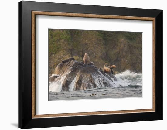 Stellar Sea Lions and Crashing Waves at Flattery Rocks on the Olympic Coast-Gary Luhm-Framed Photographic Print