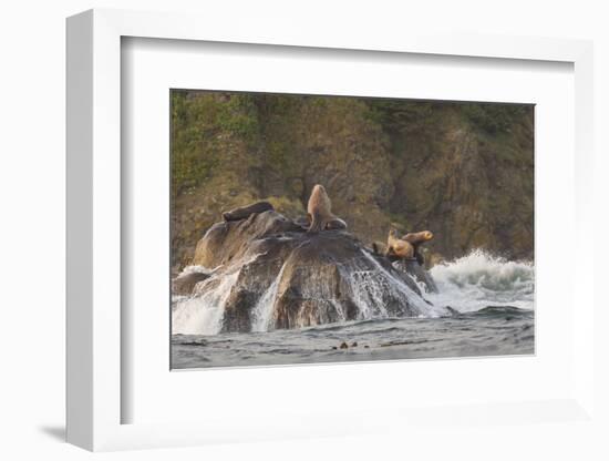 Stellar Sea Lions and Crashing Waves at Flattery Rocks on the Olympic Coast-Gary Luhm-Framed Photographic Print