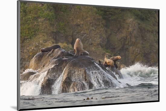 Stellar Sea Lions and Crashing Waves at Flattery Rocks on the Olympic Coast-Gary Luhm-Mounted Photographic Print