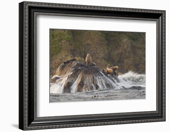 Stellar Sea Lions and Crashing Waves at Flattery Rocks on the Olympic Coast-Gary Luhm-Framed Photographic Print