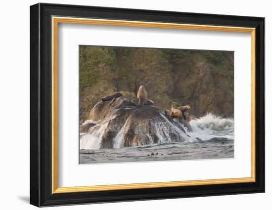 Stellar Sea Lions and Crashing Waves at Flattery Rocks on the Olympic Coast-Gary Luhm-Framed Photographic Print