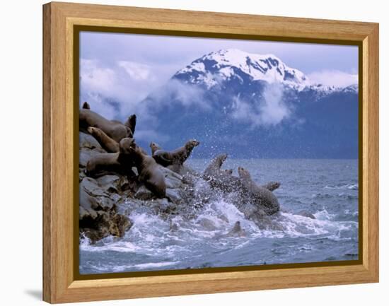 Stellar Sea Lions, Glacier Bay, Alaska, USA-Gavriel Jecan-Framed Premier Image Canvas