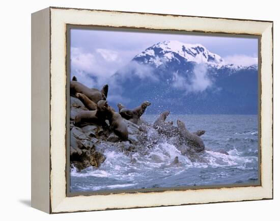 Stellar Sea Lions, Glacier Bay, Alaska, USA-Gavriel Jecan-Framed Premier Image Canvas