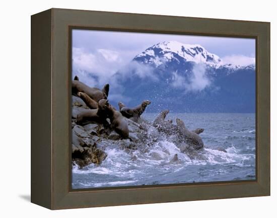 Stellar Sea Lions, Glacier Bay, Alaska, USA-Gavriel Jecan-Framed Premier Image Canvas