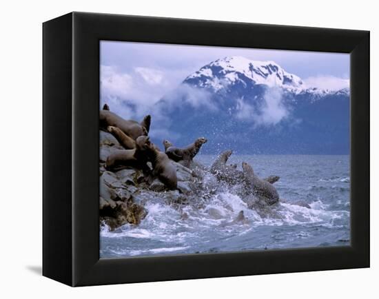 Stellar Sea Lions, Glacier Bay, Alaska, USA-Gavriel Jecan-Framed Premier Image Canvas