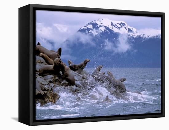 Stellar Sea Lions, Glacier Bay, Alaska, USA-Gavriel Jecan-Framed Premier Image Canvas