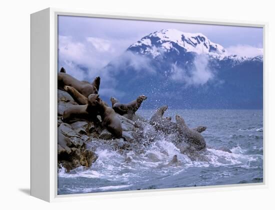 Stellar Sea Lions, Glacier Bay, Alaska, USA-Gavriel Jecan-Framed Premier Image Canvas