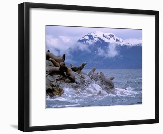 Stellar Sea Lions, Glacier Bay, Alaska, USA-Gavriel Jecan-Framed Photographic Print