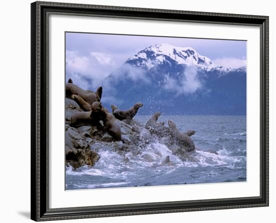 Stellar Sea Lions, Glacier Bay, Alaska, USA-Gavriel Jecan-Framed Photographic Print