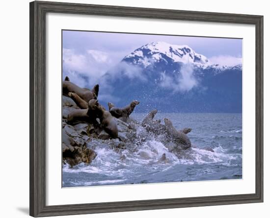 Stellar Sea Lions, Glacier Bay, Alaska, USA-Gavriel Jecan-Framed Photographic Print