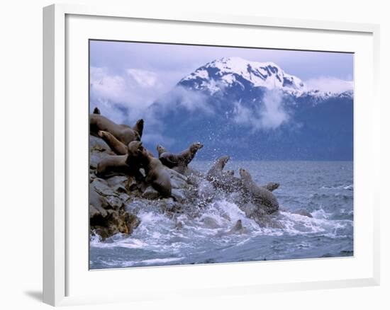 Stellar Sea Lions, Glacier Bay, Alaska, USA-Gavriel Jecan-Framed Photographic Print