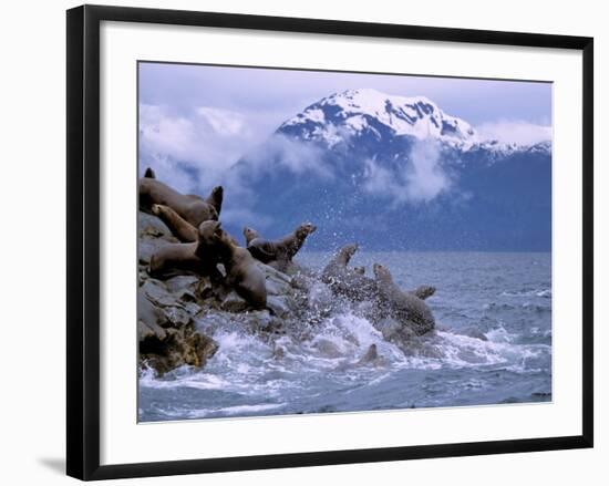 Stellar Sea Lions, Glacier Bay, Alaska, USA-Gavriel Jecan-Framed Photographic Print