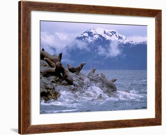 Stellar Sea Lions, Glacier Bay, Alaska, USA-Gavriel Jecan-Framed Photographic Print