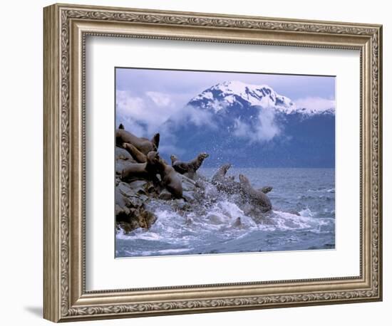 Stellar Sea Lions, Glacier Bay, Alaska, USA-Gavriel Jecan-Framed Photographic Print