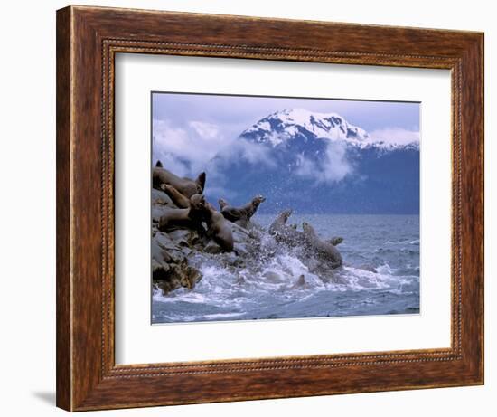 Stellar Sea Lions, Glacier Bay, Alaska, USA-Gavriel Jecan-Framed Photographic Print