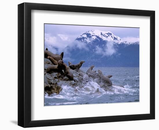 Stellar Sea Lions, Glacier Bay, Alaska, USA-Gavriel Jecan-Framed Photographic Print